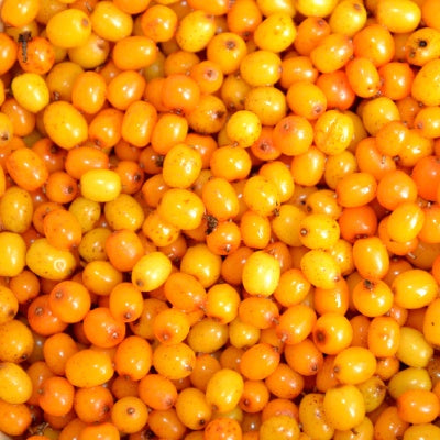sea-buckthorn