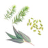 doTERRA Air - Atemwegsmischung 