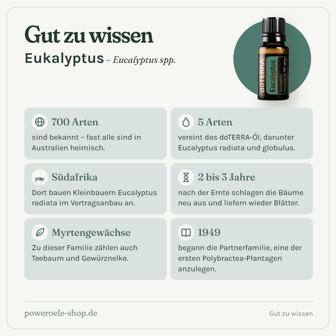 doTERRA Eucalyptus (Eukalyptus) - Gut zu wissen
