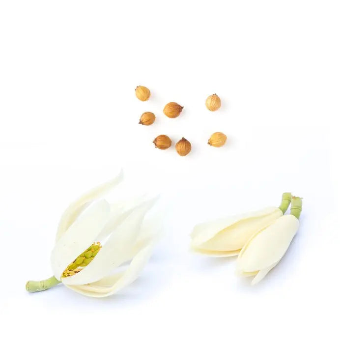 doTERRA Steady - Erdende Mischung 