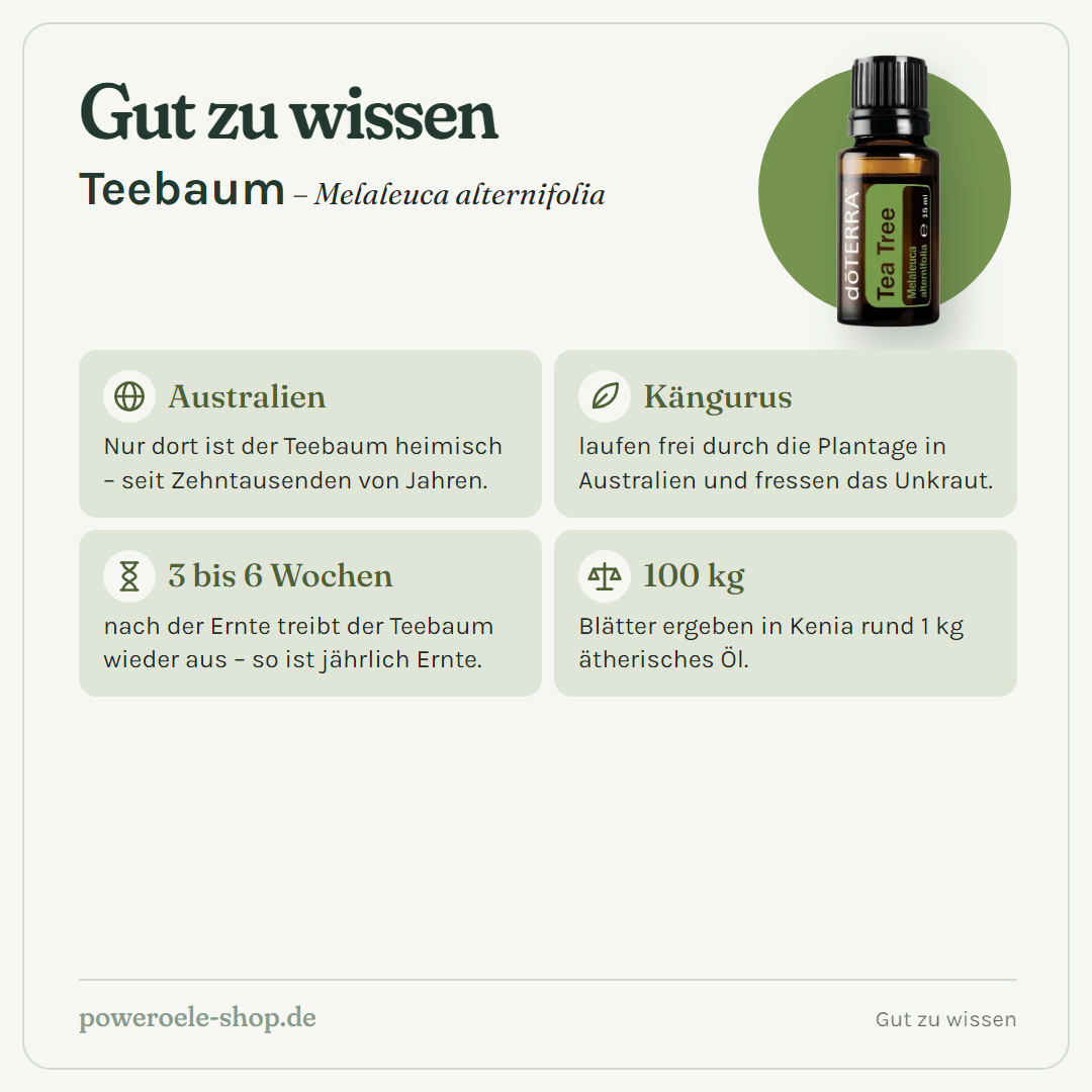 doTERRA Tea Tree Teebaumöl - Gut zu wissen