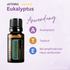 doTERRA Eukalyptus Anwendung
