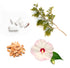doTERRA Yule Log™ – Bild 2